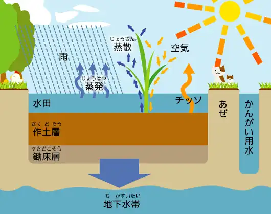 田んぼは自然環境のサポーター